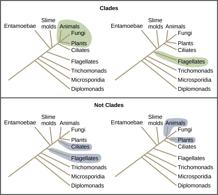 Characteristics of major evolutionary transitions, Determining Evolutionary Relationships | OpenStax Biology 2e