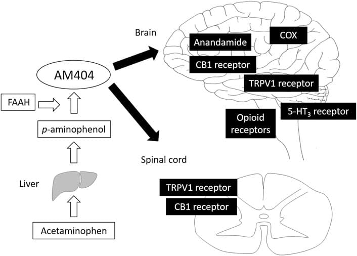 Characteristics of nonopioid analgesics, Frontiers | Analgesic Effect of Acetaminophen: A Review of Known and Novel Mechanisms of Action