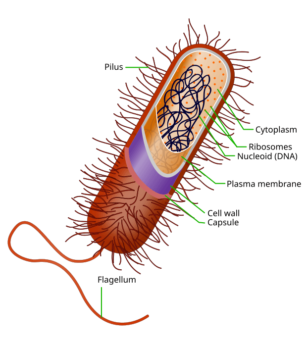 Characteristics of prokaryotic organisms, Prokaryote - Wikipedia