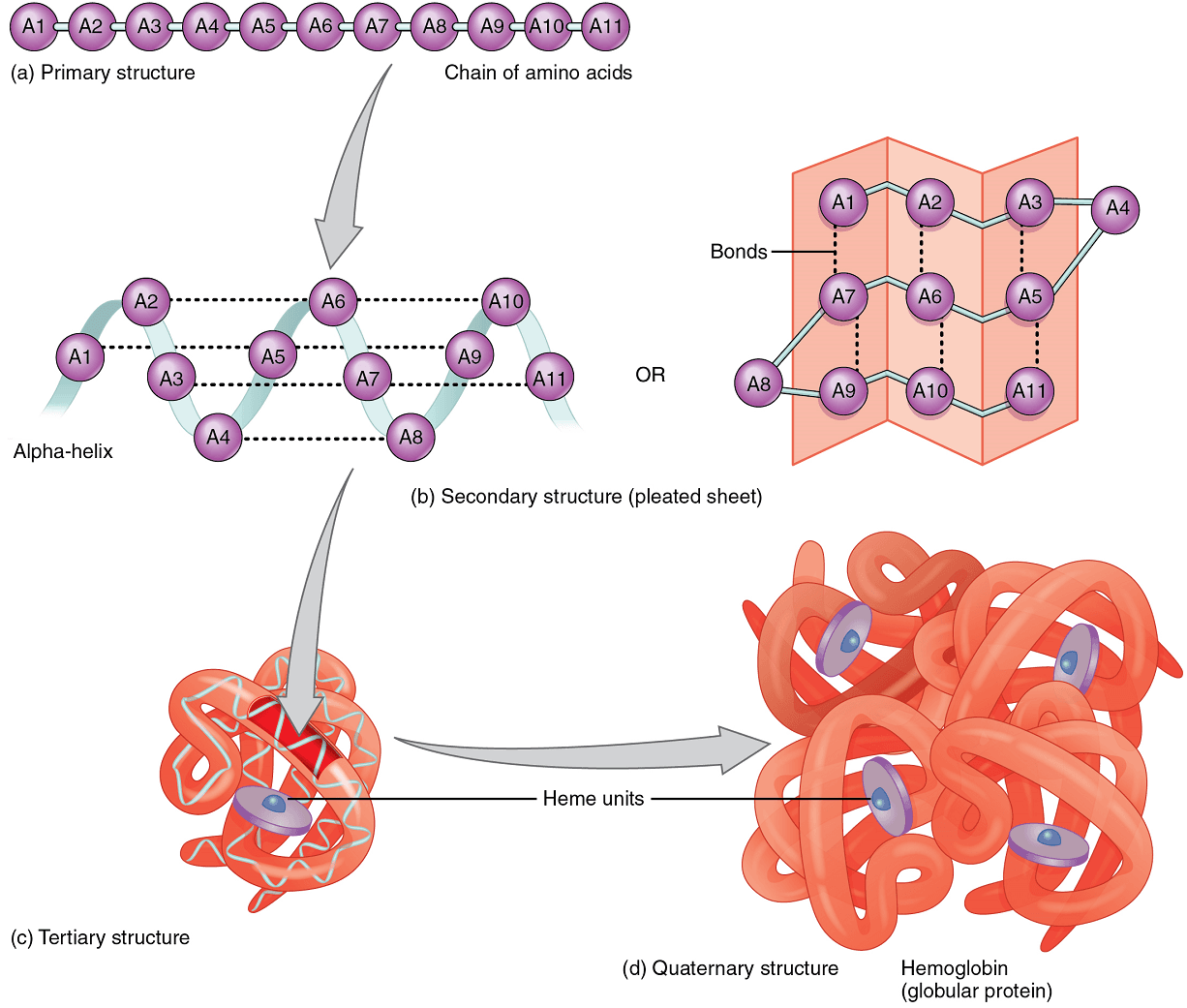 Characteristics of Protein-Protein Interfaces, Unit 3: Biochemistry – Douglas College Human Anatomy & Physiology I (2nd ed.)