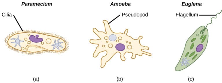 Characteristics of protist supergroups, Characteristics of Protists | Biology for Majors II