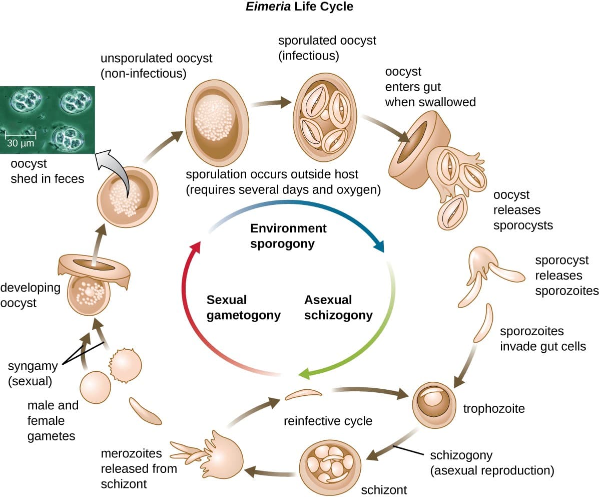Characteristics of unicellular eukaryotic parasites, Unicellular Eukaryotic Parasites | Microbiology
