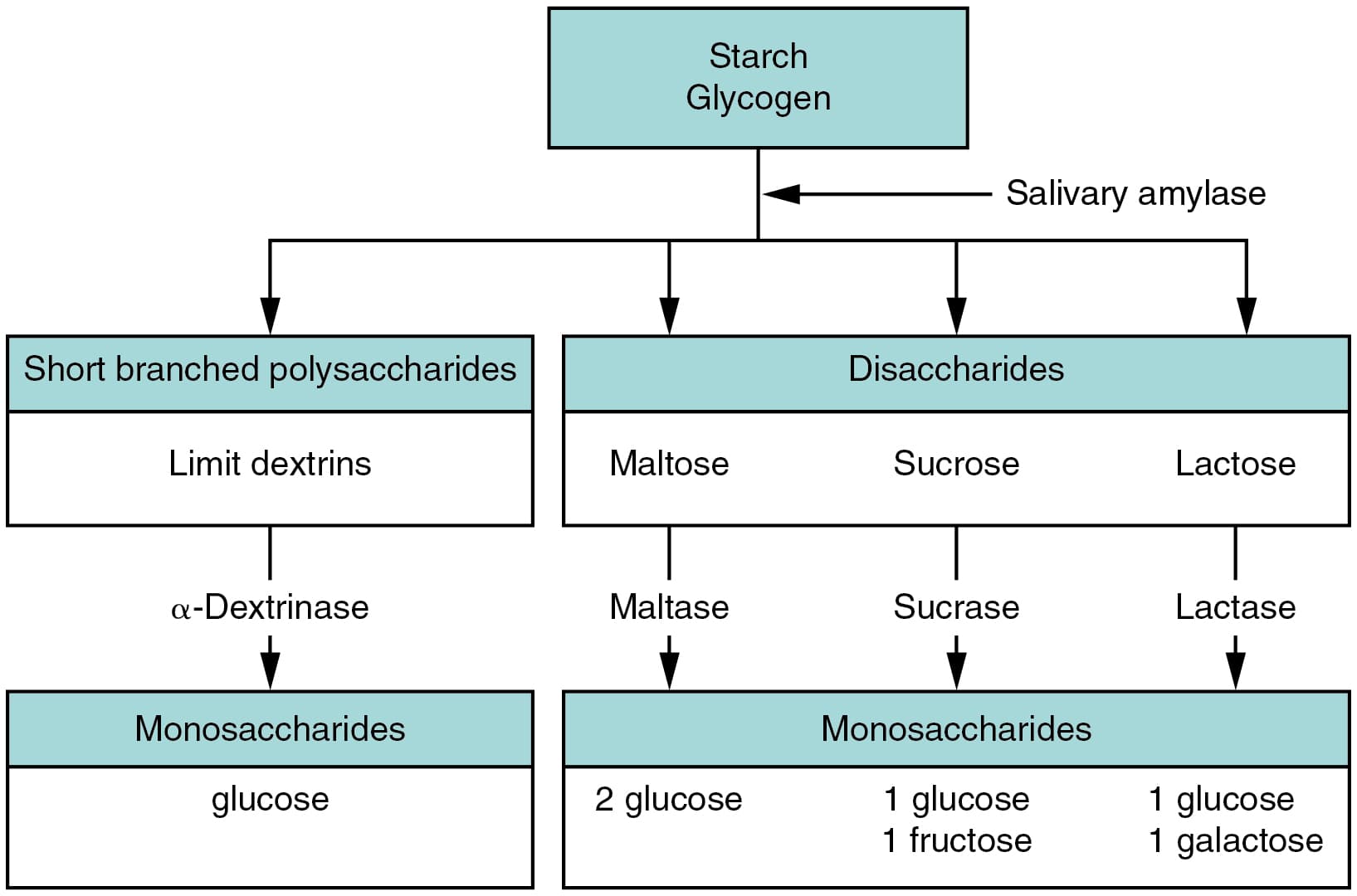 Chemical digestion of macromolecules, Chemical Digestion and Absorption: A Closer Look · Anatomy and Physiology