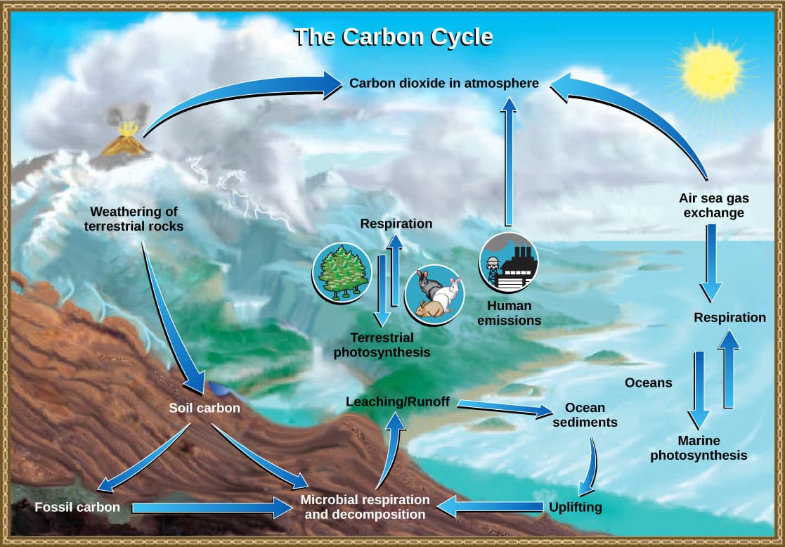 Chemical factors for Earth's life, 3.2 Biogeochemical Cycles – Environmental Biology