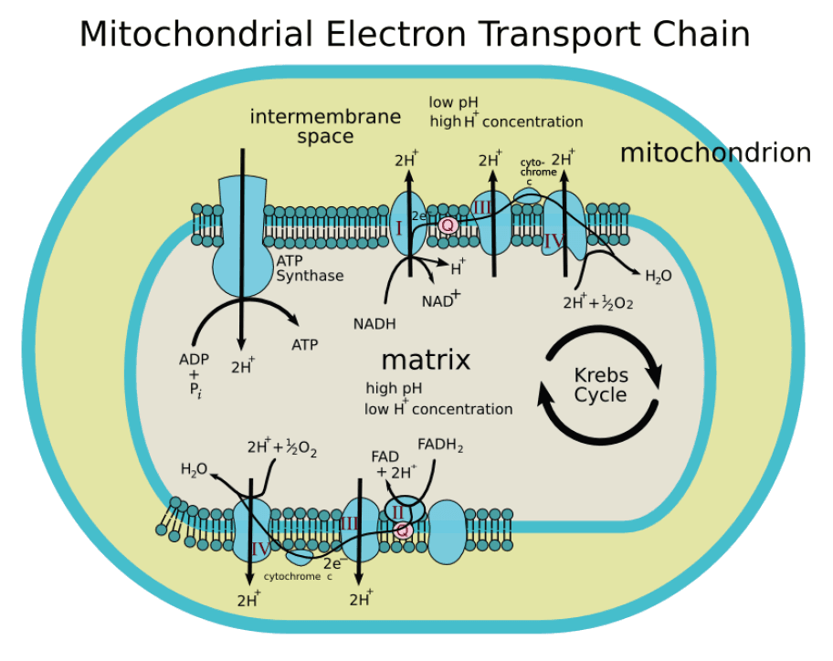 Fundamentals of Chemiosmotic Theory, Into the Mitochondrion: Making ATP with Oxygen ‹ OpenCurriculum