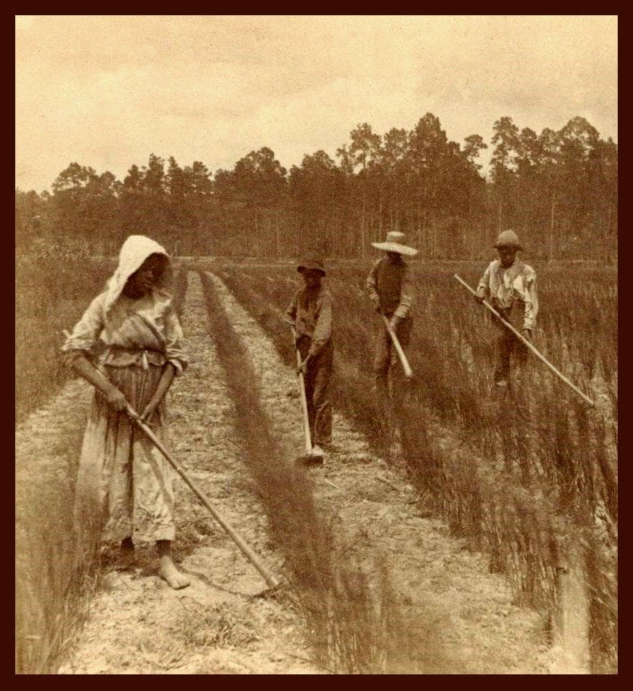 tobacco cultivation in the antebellum south Workers a field, 1926 Tobacco field Black and White