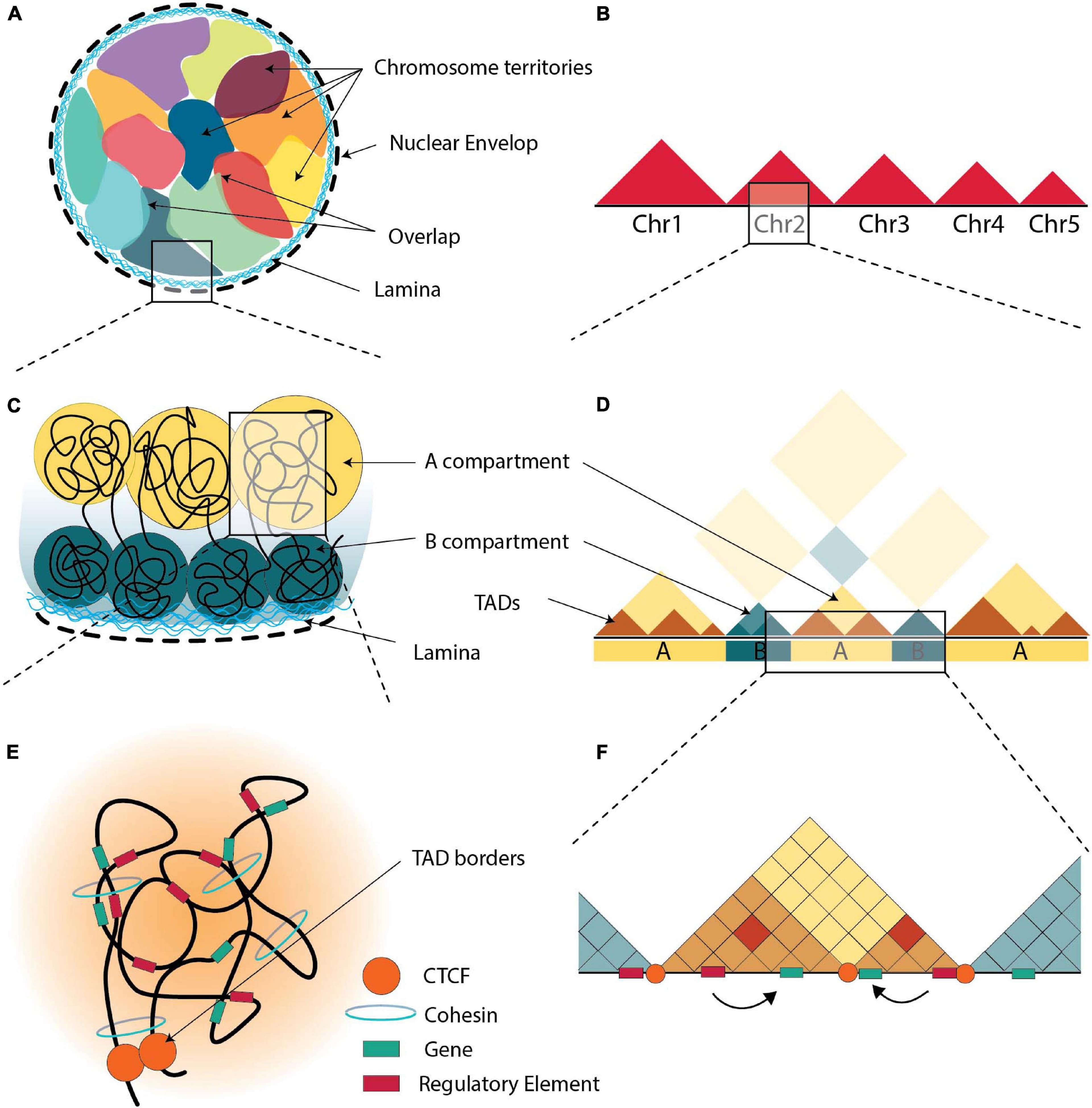 Chromatin remodeling in gene expression, Frontiers | Chromatin Conformation in Development and Disease