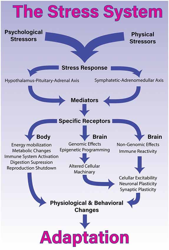 Chronic vs Acute, Frontiers | A Comprehensive Overview on Stress Neurobiology: Basic Concepts and Clinical ...