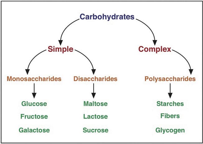 Classification of macronutrients, Introduction to Carbohydrates – Human Nutrition