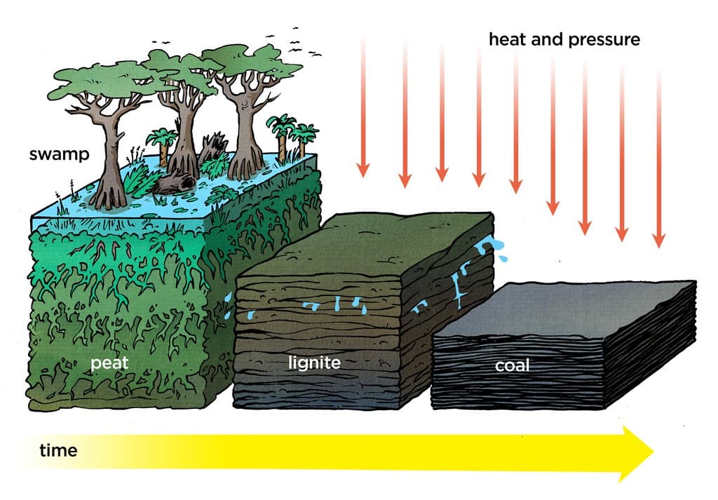 Coal: Formation and Types, Coal formation | Illustration used in Siyavula Gr 7-9 Natura… | Flickr
