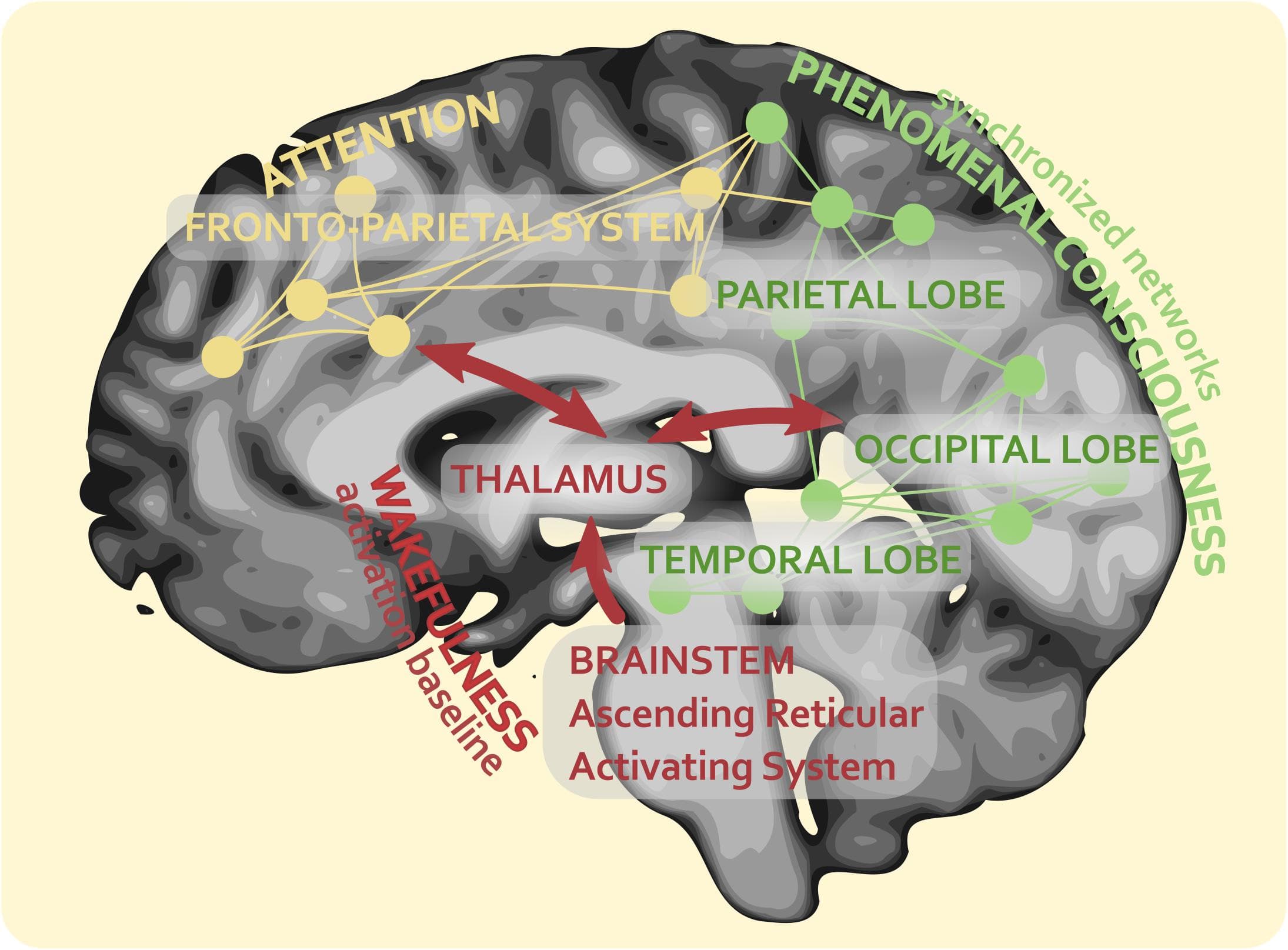 Cognitive processes across cultures, Frontiers | The Neural Correlates of Consciousness and Attention: Two Sister Processes of the Brain