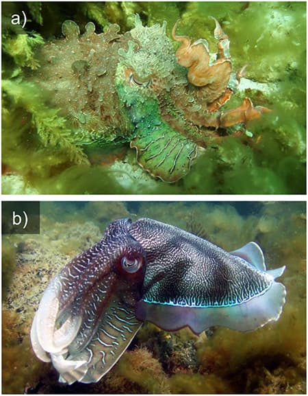 Color-based signals, Frontiers | Dynamic Skin Patterns in Cephalopods | Physiology