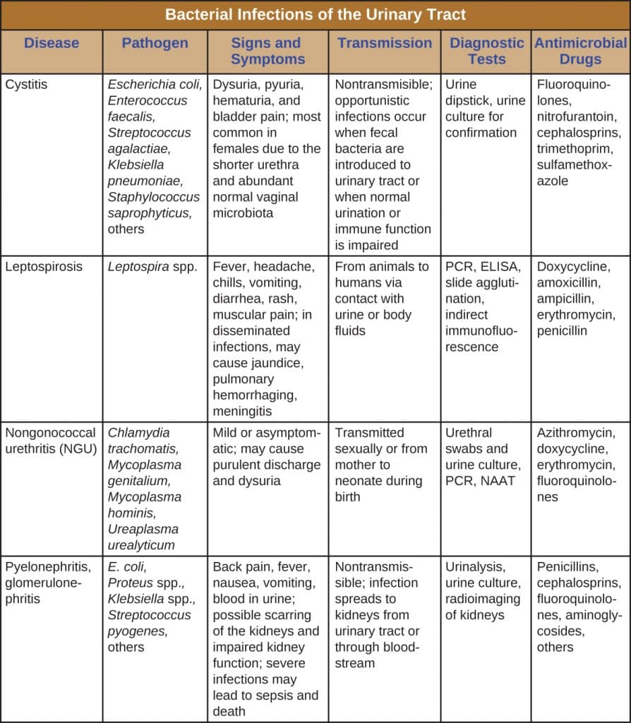 Common bacterial pathogens in UTIs, 24.2 Bacterial Infections of the Urinary System – Microbiology: Canadian Edition