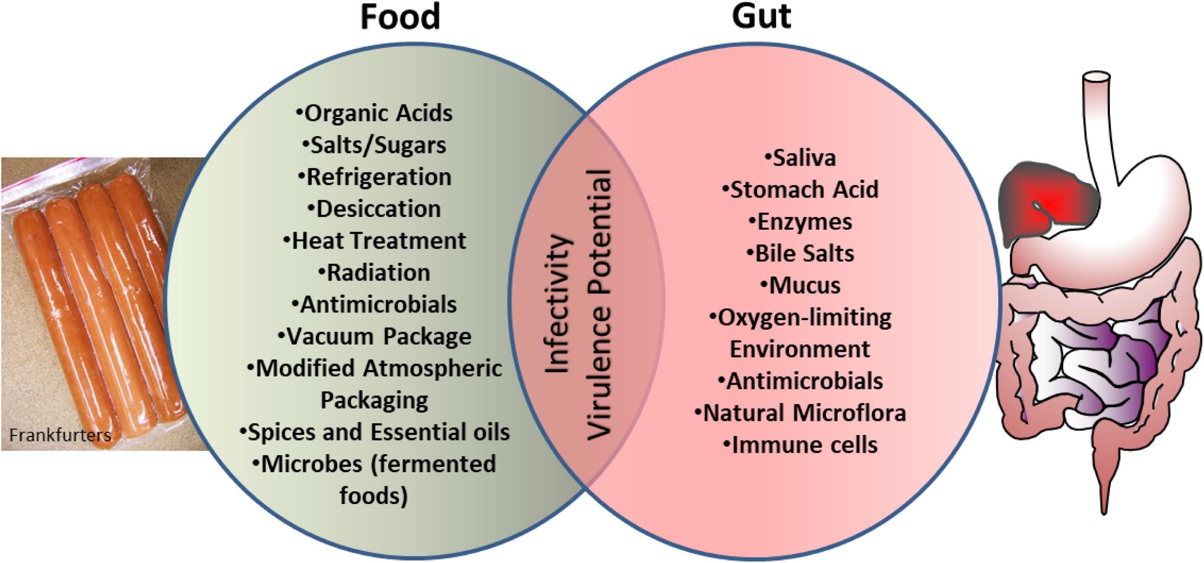 Common foodborne pathogens and sources, Frontiers | Food-Associated Stress Primes Foodborne Pathogens for the Gastrointestinal Phase of ...