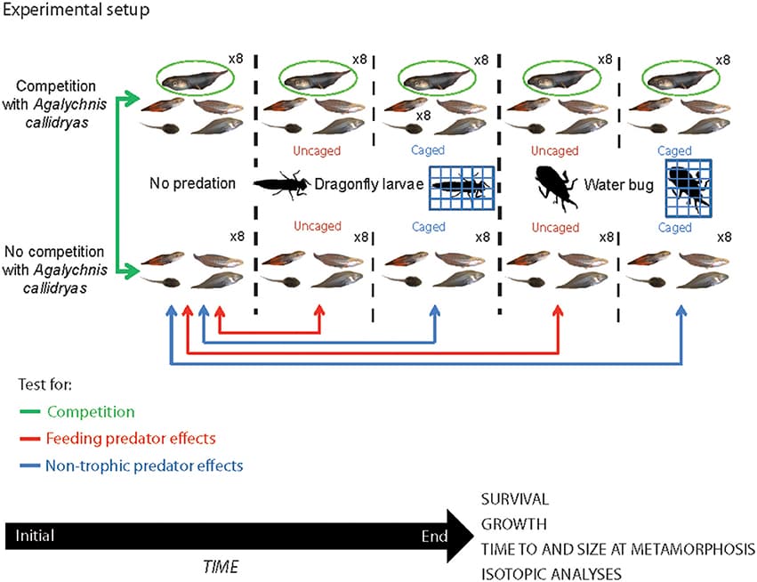 Competition for resources, Frontiers | Predation and Competition Differentially Affect the Interactions and Trophic Niches ...