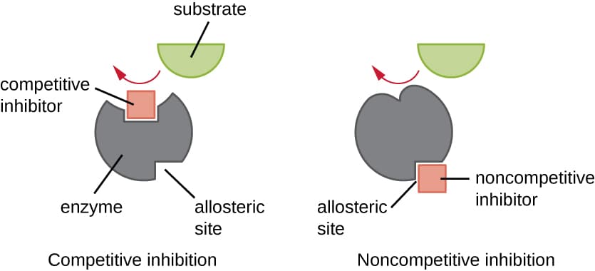 Competitive and Noncompetitive Inhibition, Energy, Matter, and Enzymes · Microbiology