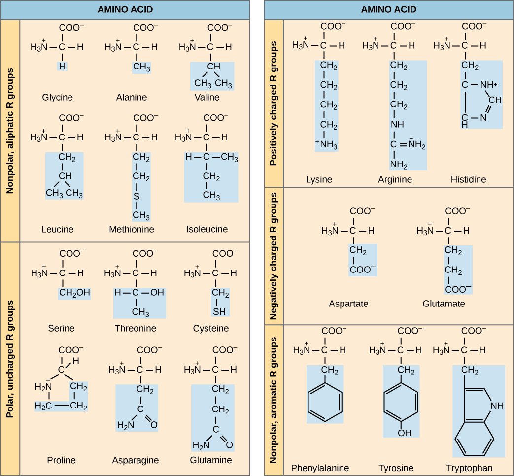 Complete and incomplete proteins, Proteins | Biology for Majors I