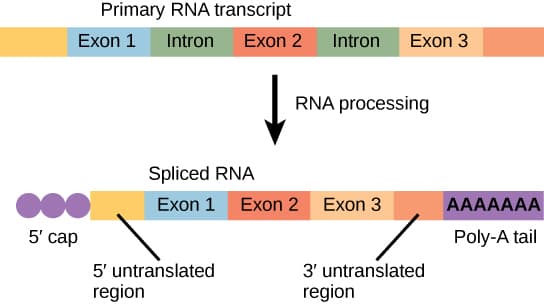 Components of a genome, Transcription · Concepts of Biology
