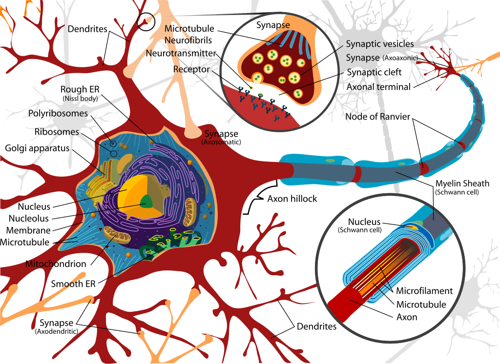 Components of a Neuron, File:Complete neuron cell diagram en.svg - Wikipedia