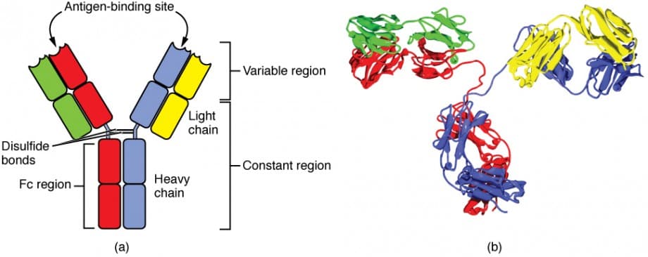 Components of antibody structure, The Adaptive Immune Response: B-lymphocytes and Antibodies | Anatomy and Physiology II