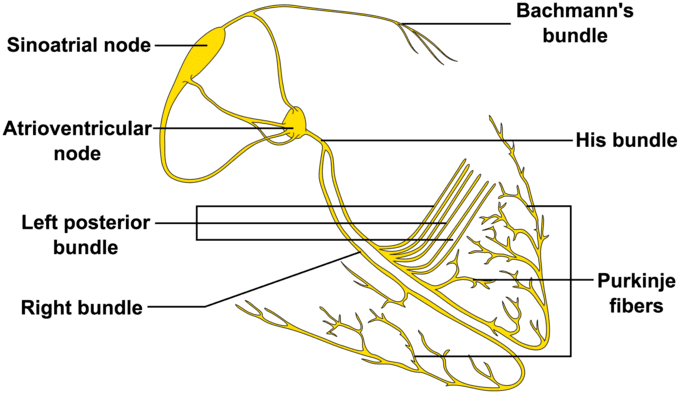 Components of cardiac conduction system, Physiology of the Heart | Boundless Anatomy and Physiology