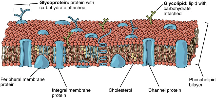 Components of cell membrane, The Cell Membrane | Anatomy and Physiology I