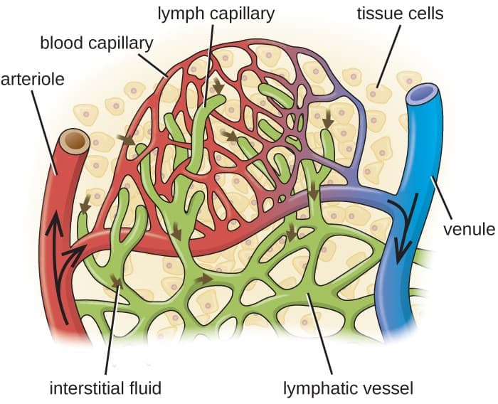 Components of circulatory and lymphatic systems, Anatomy of the Circulatory and Lymphatic Systems | Microbiology