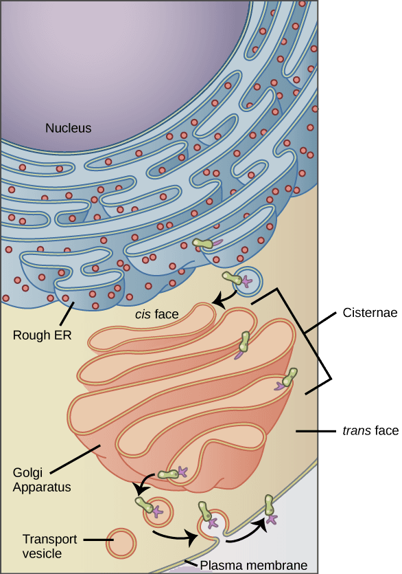 Components of endomembrane system, Endomembrane System | Biology for Majors I