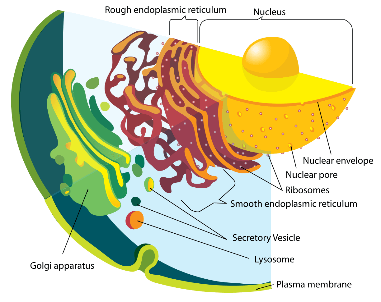 Components of endomembrane system, The Endomembrane System – Mt Hood Community College Biology 101