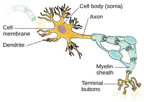 Components of neurons, Neurons | Introduction to Psychology