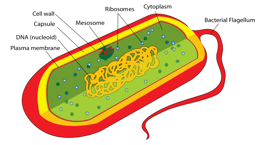 Components of prokaryotic cells, File:Prokaryote cell diagram.svg - Simple English Wikipedia, the free encyclopedia