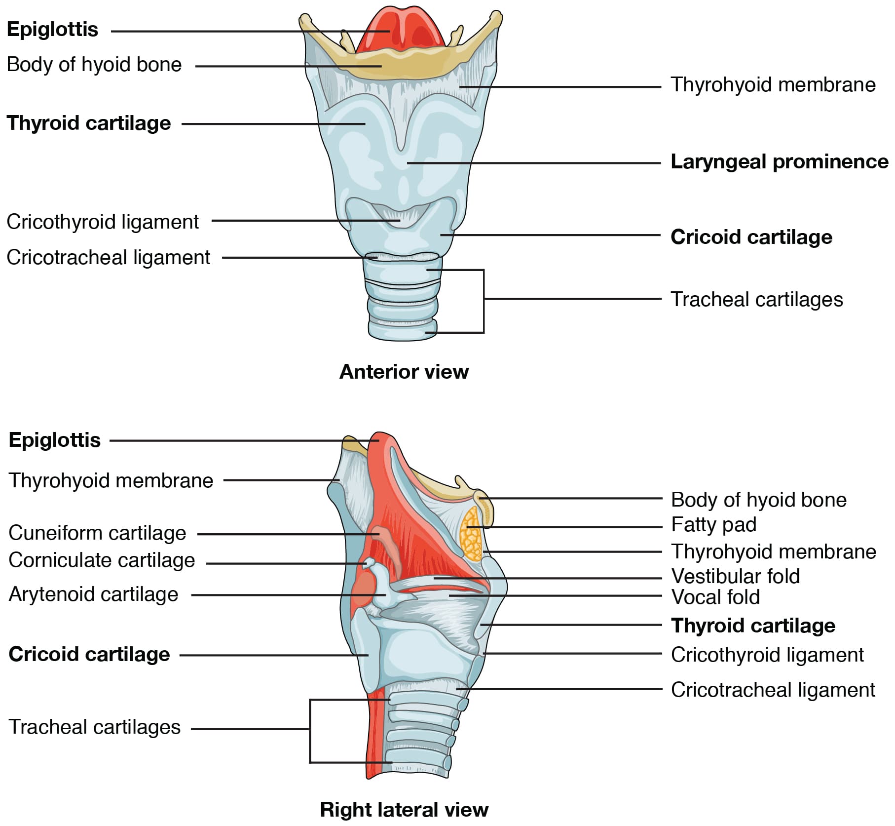 Components of vocal anatomy, Organs and Structures of the Respiratory System · Anatomy and Physiology