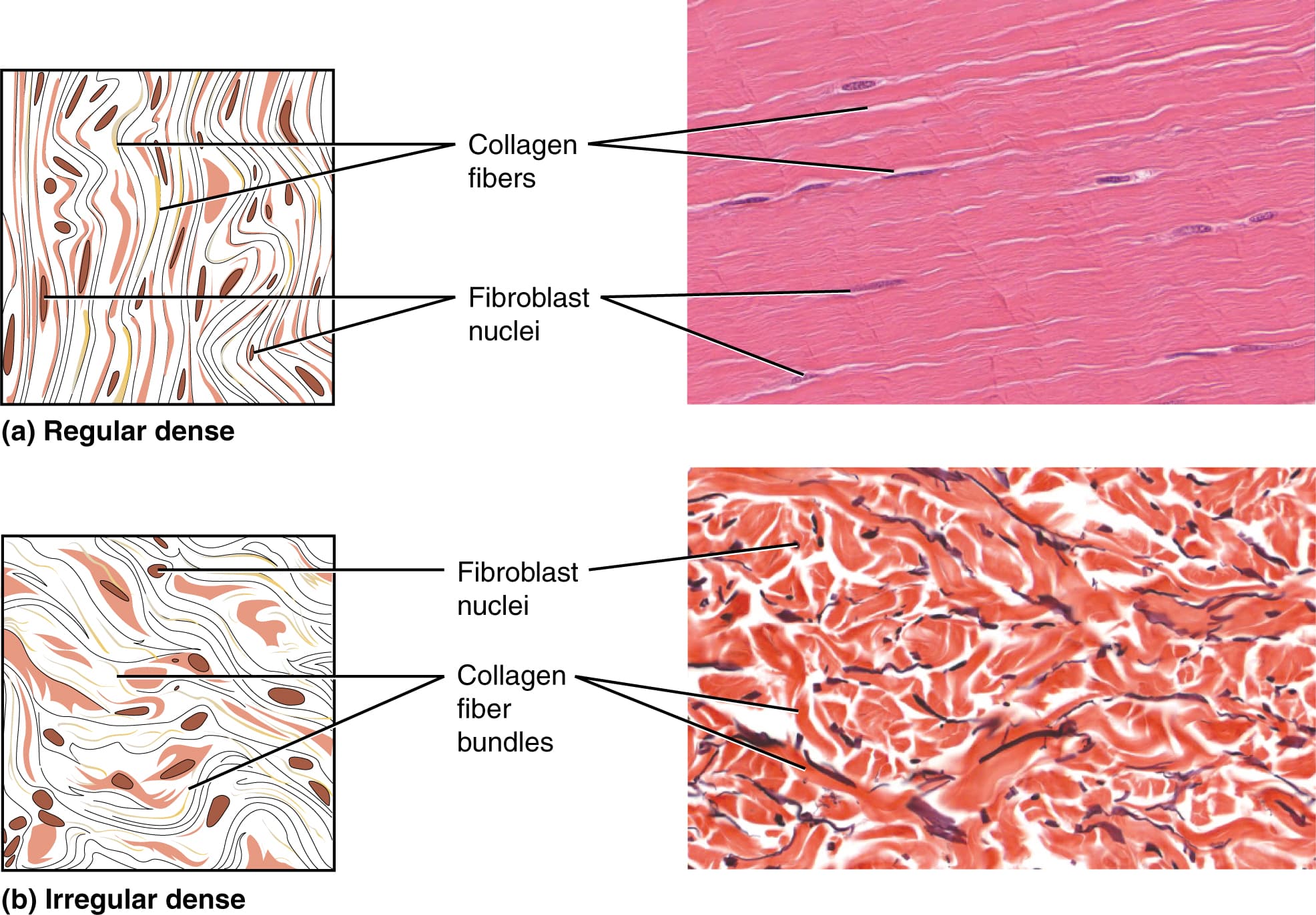 Composition and Organization, Connective Tissue Supports and Protects · Anatomy and Physiology