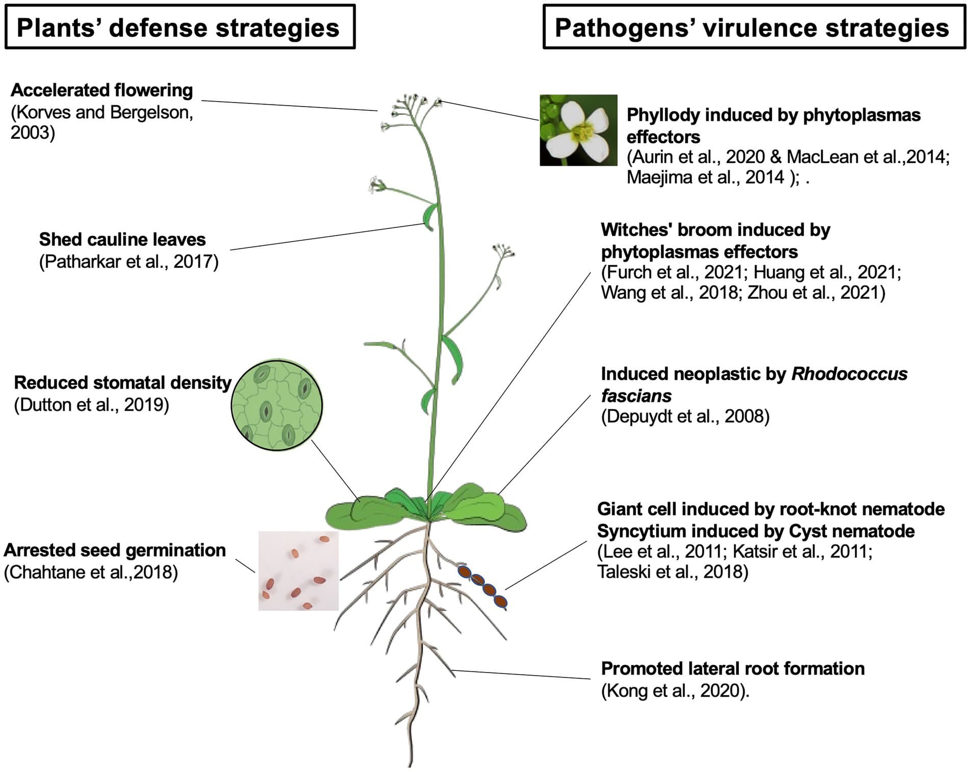 Constitutive vs induced defenses, Frontiers | Pathogen-triggered changes in plant development: Virulence strategies or host ...