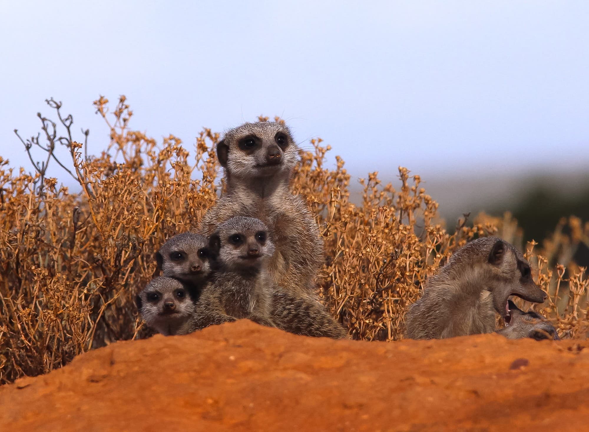 Cooperation vs altruism, The evolution of altruism | eLife Science Digests | eLife