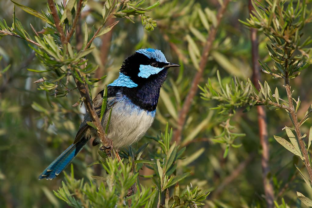 Cooperative breeding in birds, Superb Fairy-wren (Malurus cyaneus) | The breeding male of o… | Flickr
