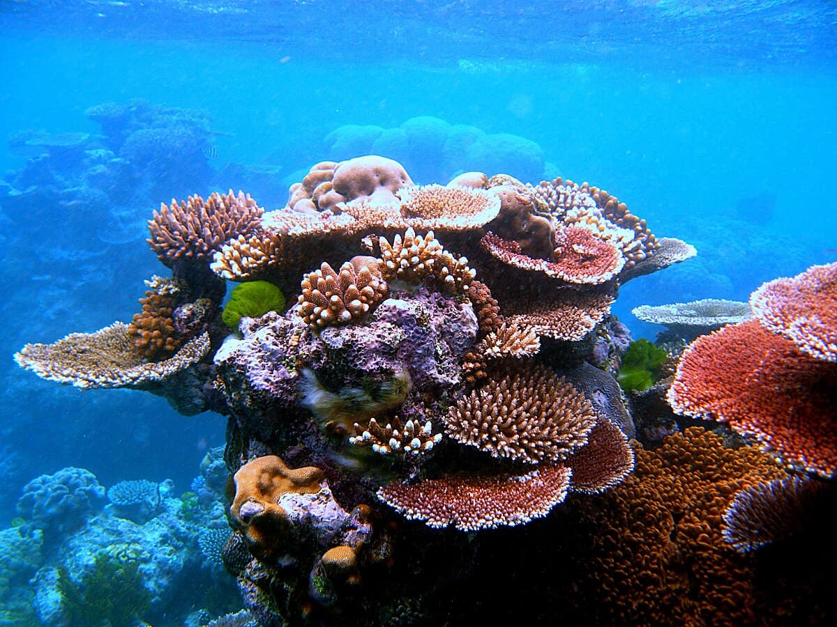 Coral Reefs: Underwater Structures Supporting Diverse Marine Life, Coral reef protection - Wikipedia