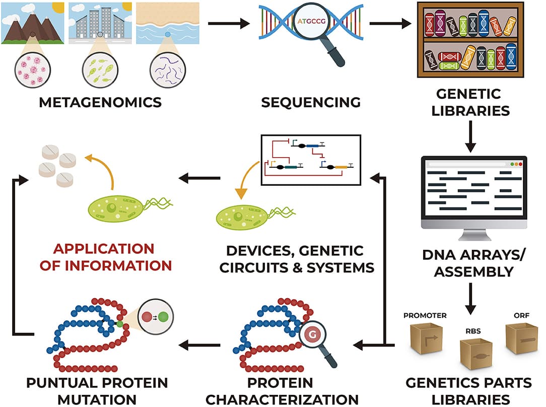 Core concepts of synthetic biology, Frontiers | Metabolic Engineering and Synthetic Biology: Synergies, Future, and Challenges
