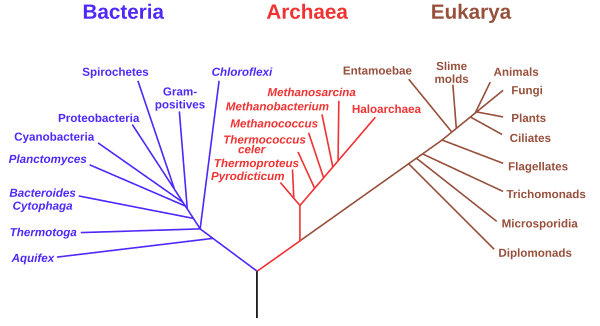 Core Principles of Darwinian Evolution, Common descent - Wikipedia