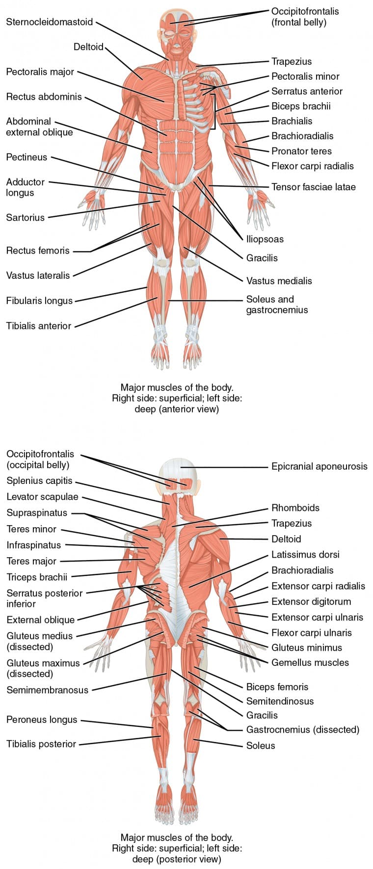 Criteria for naming skeletal muscles, Naming Skeletal Muscles | Lifetime Fitness and Wellness