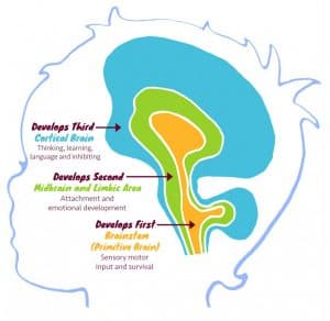 Definition and Significance, 3.1 How the brain develops – Trauma Informed Behaviour Support: A Practical Guide to Developing ...