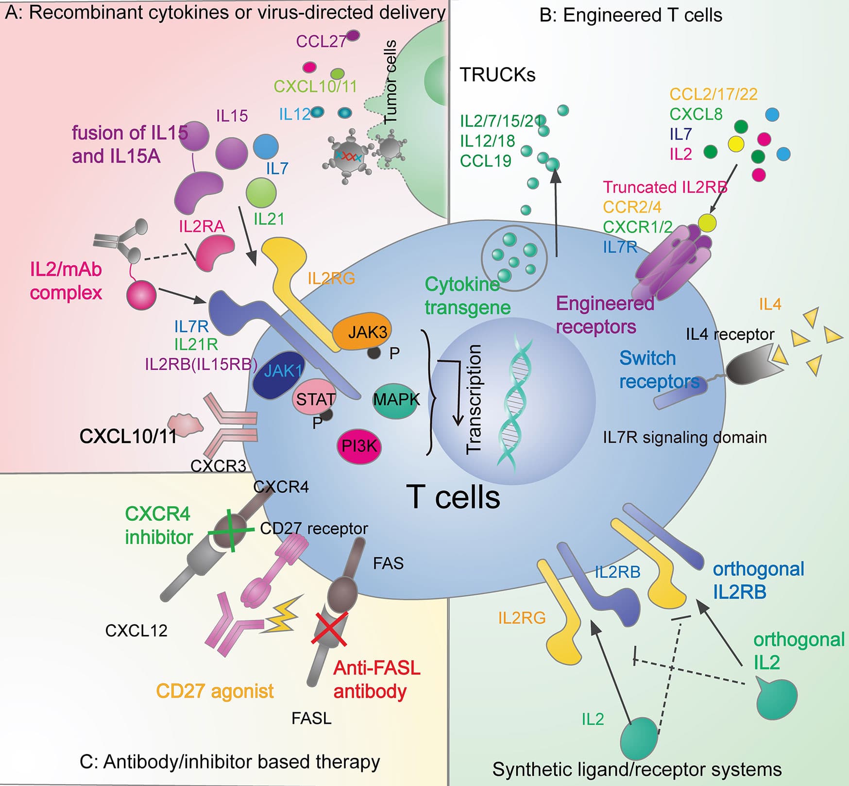 Cytokines in immune responses, Frontiers | Cytokine and Chemokine Signals of T-Cell Exclusion in Tumors