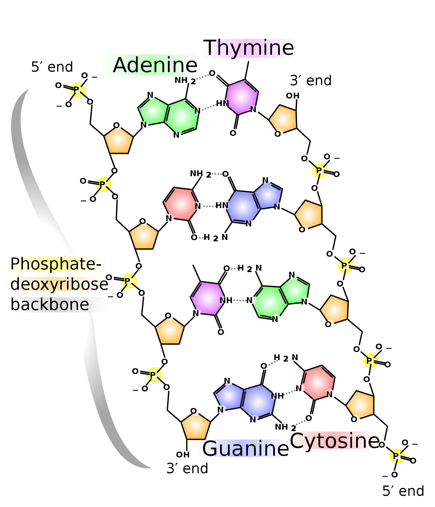 Structure of DNA double helix, Gene - wikidoc