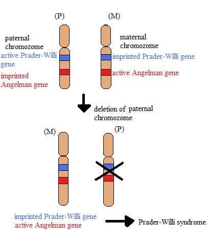 DNA Methylation and Imprinting, Genomic Imprinting - WikiLectures