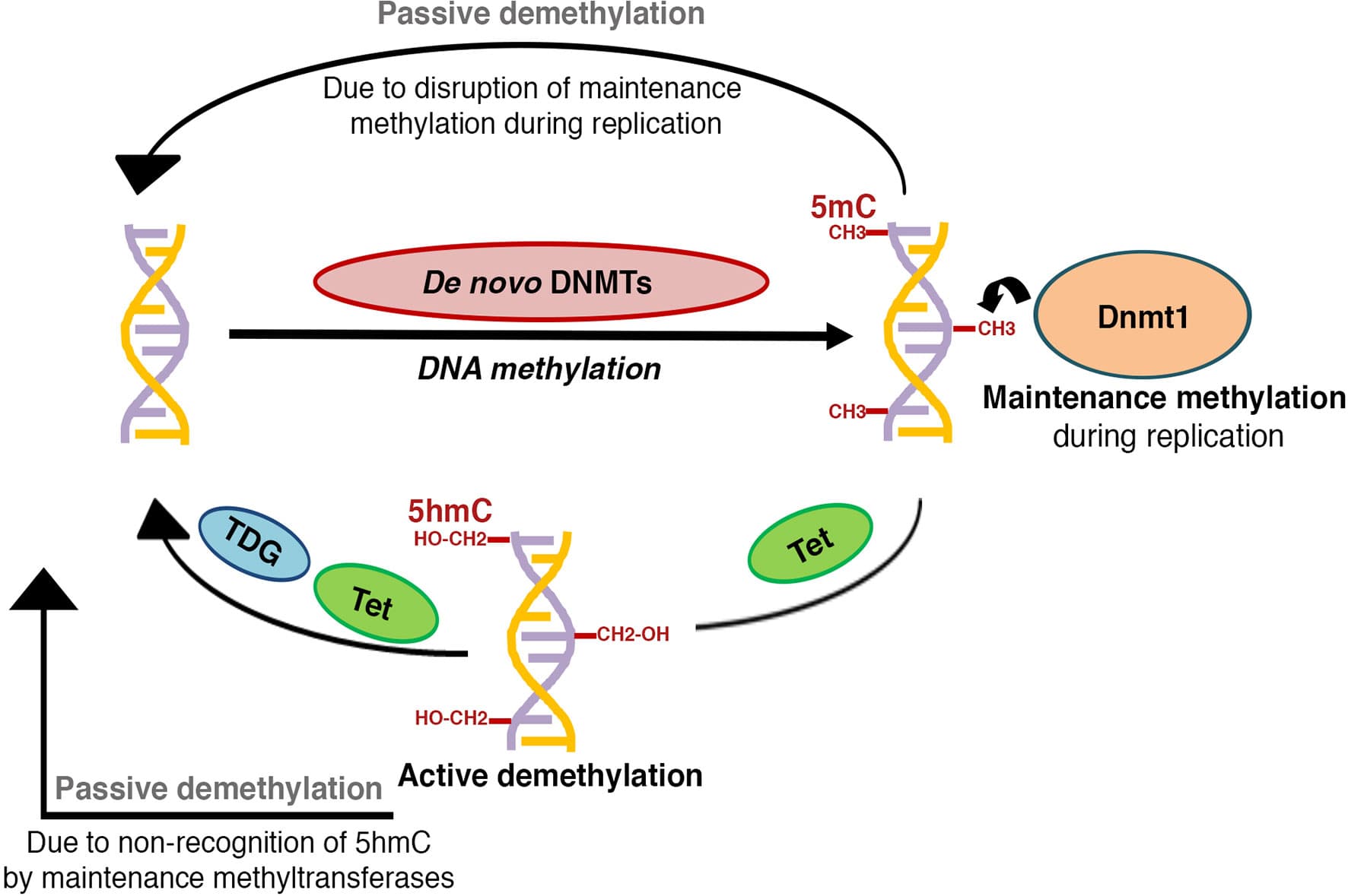 DNA methylation, Frontiers | DNA Methylation Patterning and the Regulation of Beta Cell Homeostasis