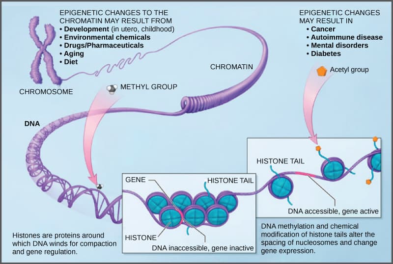 DNA Modification and Gene Regulation, Eukaryotic Epigenetic Gene Regulation | OpenStax Biology 2e