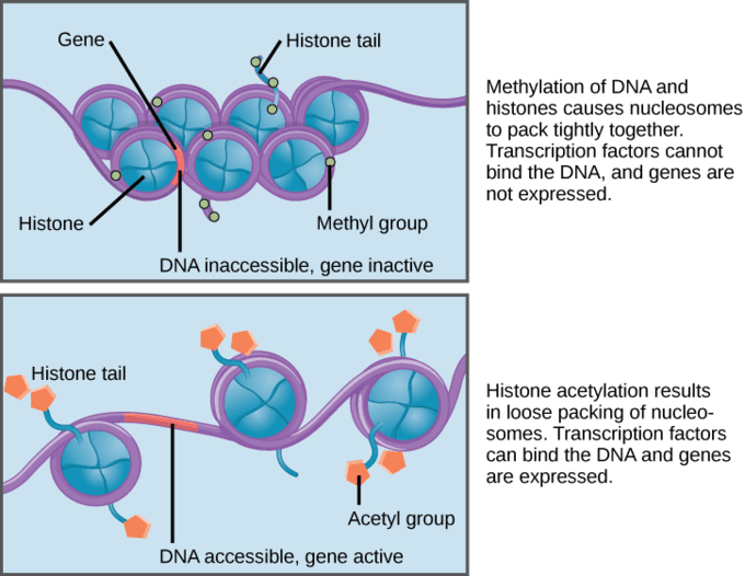 DNA packaging into chromatin, Eukaryotic Gene Regulation | Boundless Biology