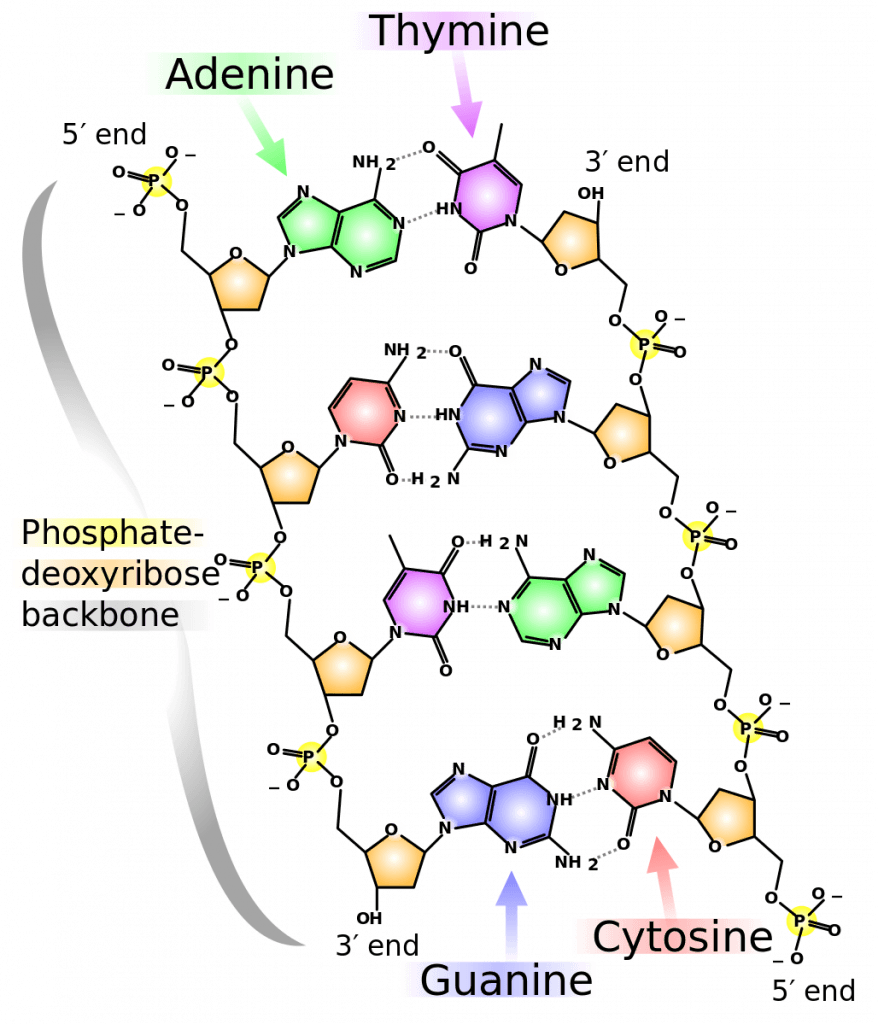 DNA structure and function, DNA Structure – Principles of Biology