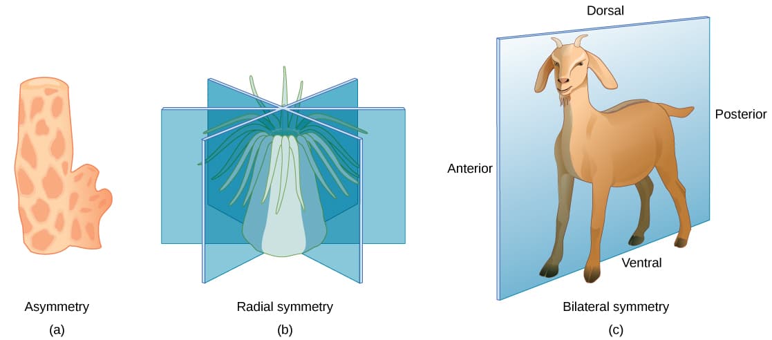 Defining characteristics of Animalia, Features of the Animal Kingdom · Concepts of Biology