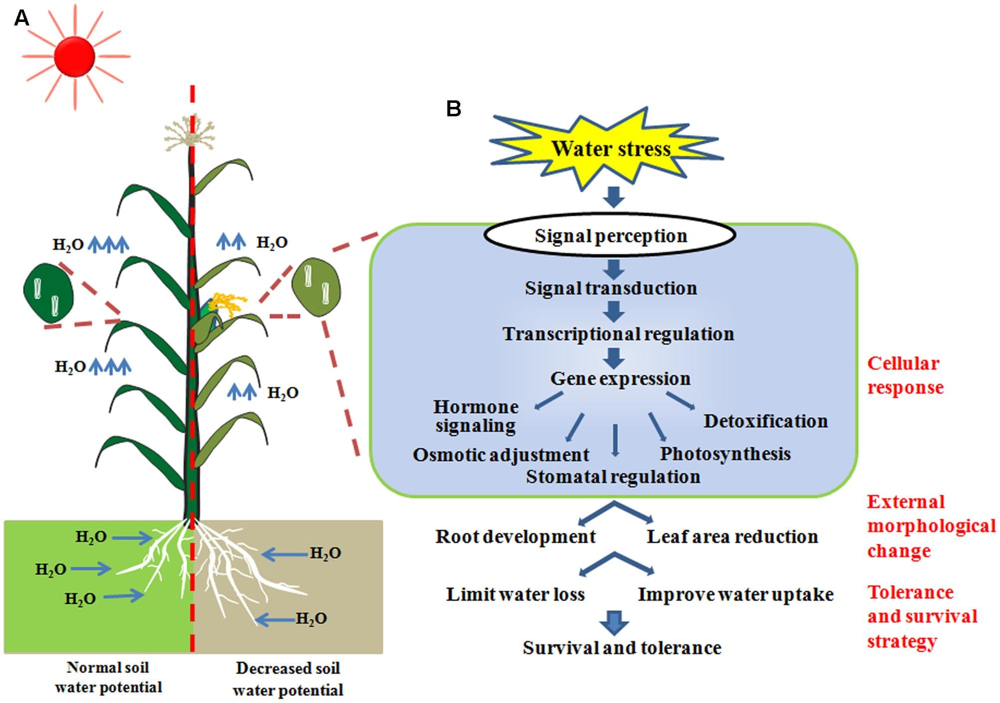 Defining Drought and Its Characteristics, Frontiers | Genome-Wide Association Study Reveals Natural Variations Contributing to Drought ...